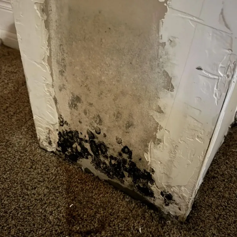 Professional Mold Removal in Richwood, OH